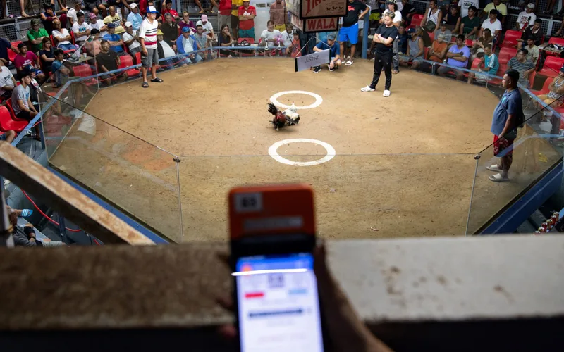 Live Sabong Arena Derby Cockfighting Stream